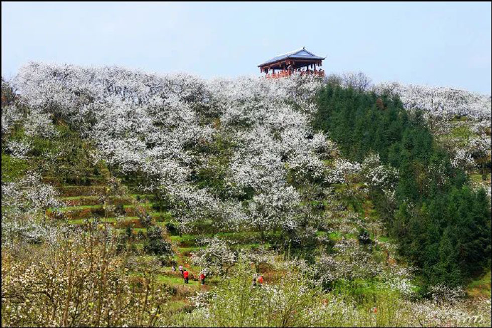 【春天，广西桂林灌阳县向您发出邀请！】我们在灌阳看梨花 - 游山玩水 - 济南生活社区 - 济南28生活网 jn.28life.net