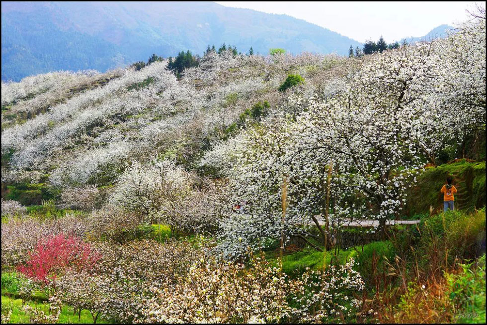 【春天，广西桂林灌阳县向您发出邀请！】我们在灌阳看梨花 - 游山玩水 - 济南生活社区 - 济南28生活网 jn.28life.net