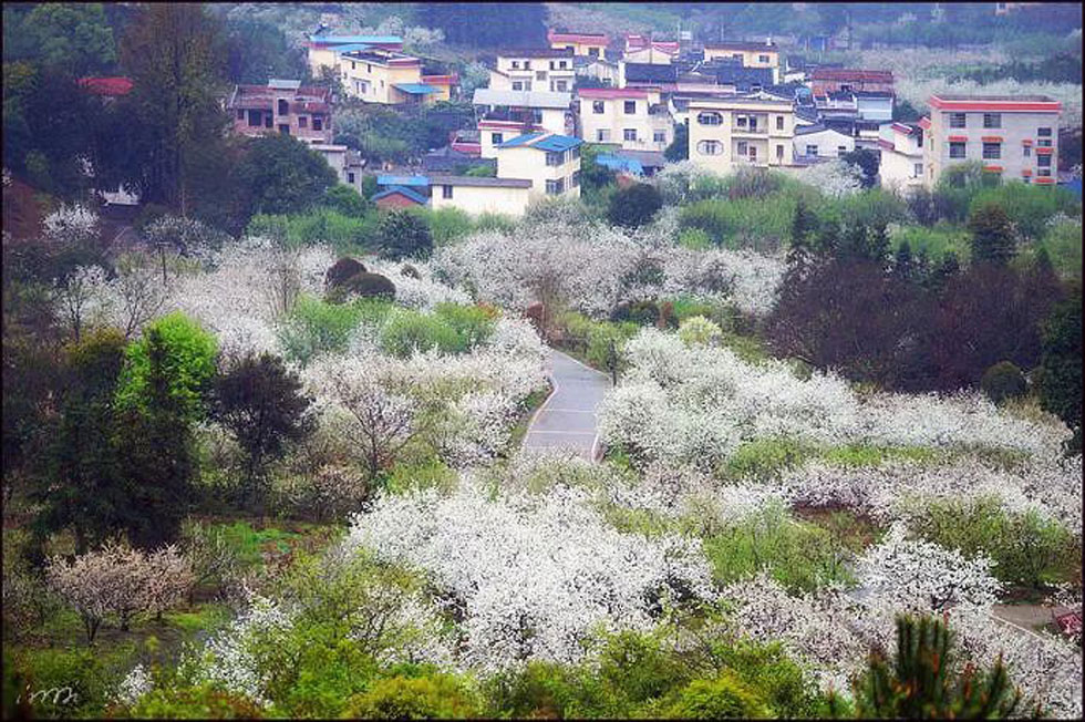 【春天，广西桂林灌阳县向您发出邀请！】我们在灌阳看梨花 - 游山玩水 - 济南生活社区 - 济南28生活网 jn.28life.net