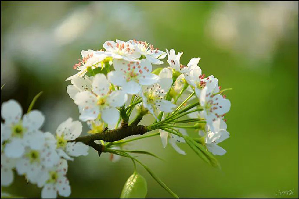 【春天，广西桂林灌阳县向您发出邀请！】我们在灌阳看梨花 - 游山玩水 - 济南生活社区 - 济南28生活网 jn.28life.net