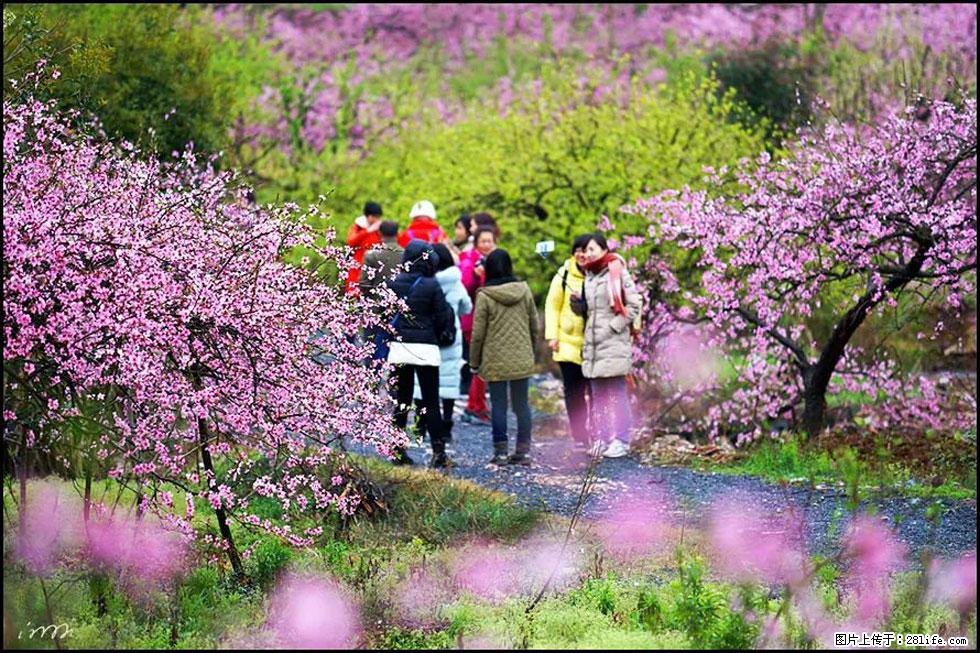 【春天，广西桂林灌阳县向您发出邀请！】官庄村有个醉美的桃花园 - 游山玩水 - 济南生活社区 - 济南28生活网 jn.28life.net