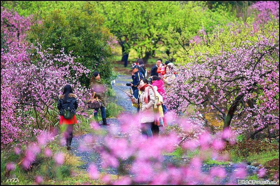 【春天，广西桂林灌阳县向您发出邀请！】官庄村有个醉美的桃花园 - 游山玩水 - 济南生活社区 - 济南28生活网 jn.28life.net