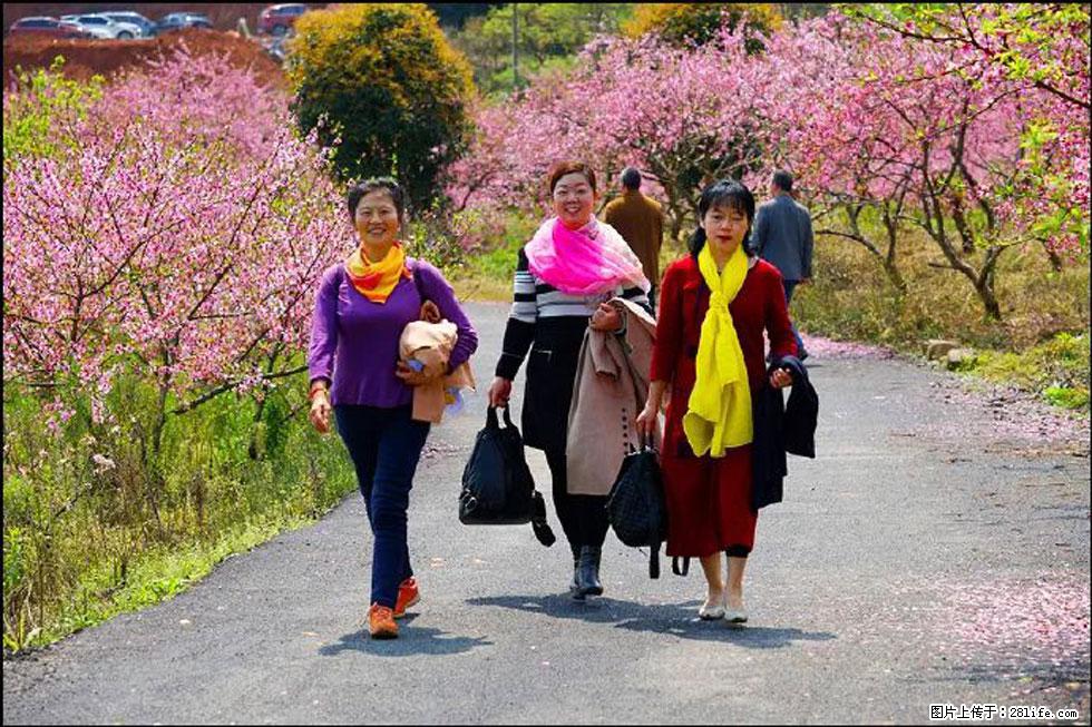 【春天，广西桂林灌阳县向您发出邀请！】官庄村有个醉美的桃花园 - 游山玩水 - 济南生活社区 - 济南28生活网 jn.28life.net