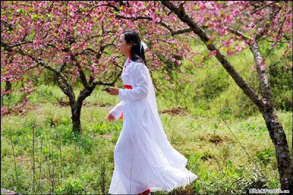【春天，广西桂林灌阳县向您发出邀请！】官庄村有个醉美的桃花园 - 游山玩水 - 济南生活社区 - 济南28生活网 jn.28life.net