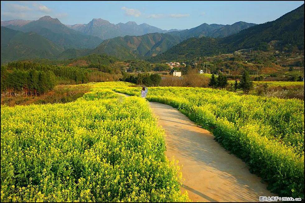 【春天，广西桂林灌阳县向您发出邀请！】长坪村油菜盛情花开 - 游山玩水 - 济南生活社区 - 济南28生活网 jn.28life.net