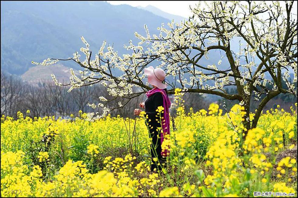 【春天，广西桂林灌阳县向您发出邀请！】长坪村油菜盛情花开 - 游山玩水 - 济南生活社区 - 济南28生活网 jn.28life.net