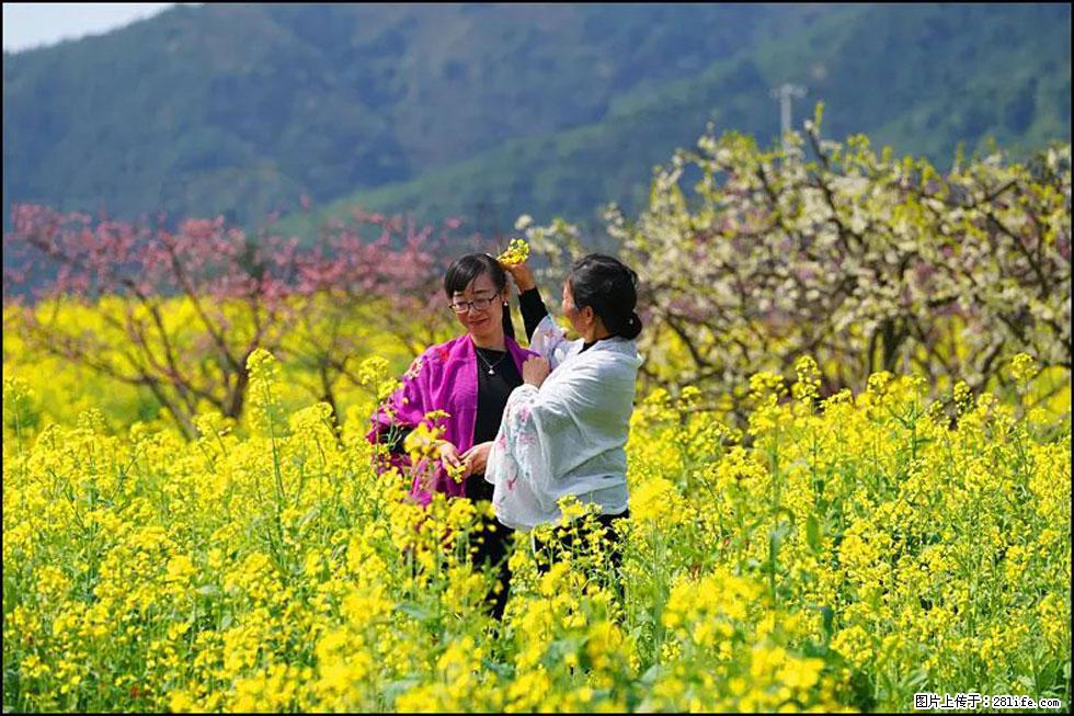 【春天，广西桂林灌阳县向您发出邀请！】长坪村油菜盛情花开 - 游山玩水 - 济南生活社区 - 济南28生活网 jn.28life.net