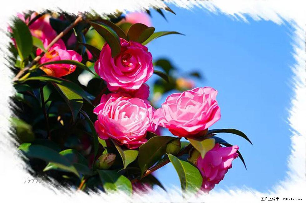 【春天，广西桂林灌阳县向您发出邀请！】杨柳井茶花惹人爱 - 游山玩水 - 济南生活社区 - 济南28生活网 jn.28life.net