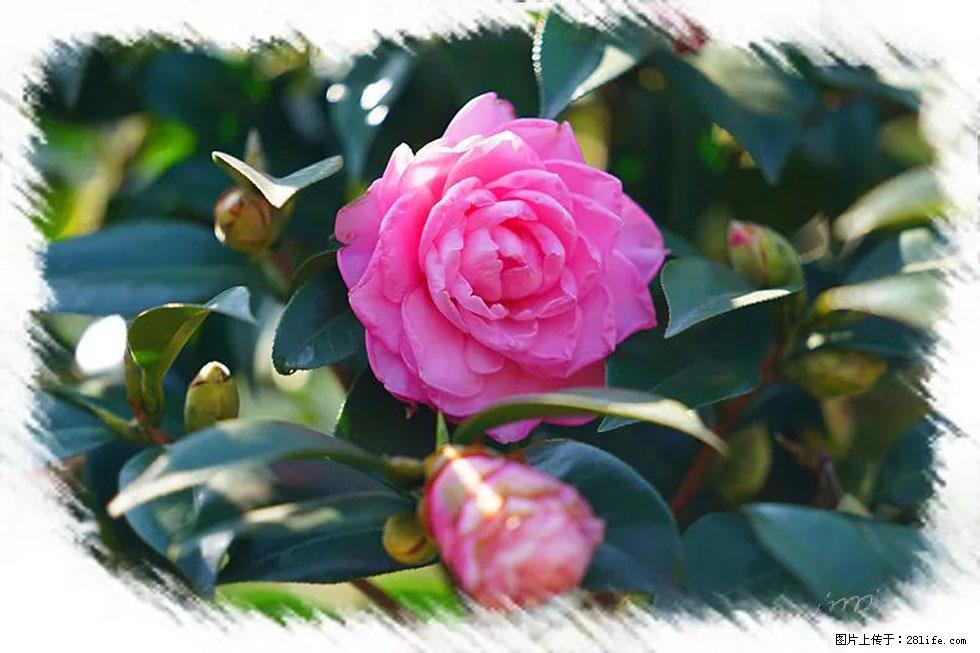 【春天，广西桂林灌阳县向您发出邀请！】杨柳井茶花惹人爱 - 游山玩水 - 济南生活社区 - 济南28生活网 jn.28life.net