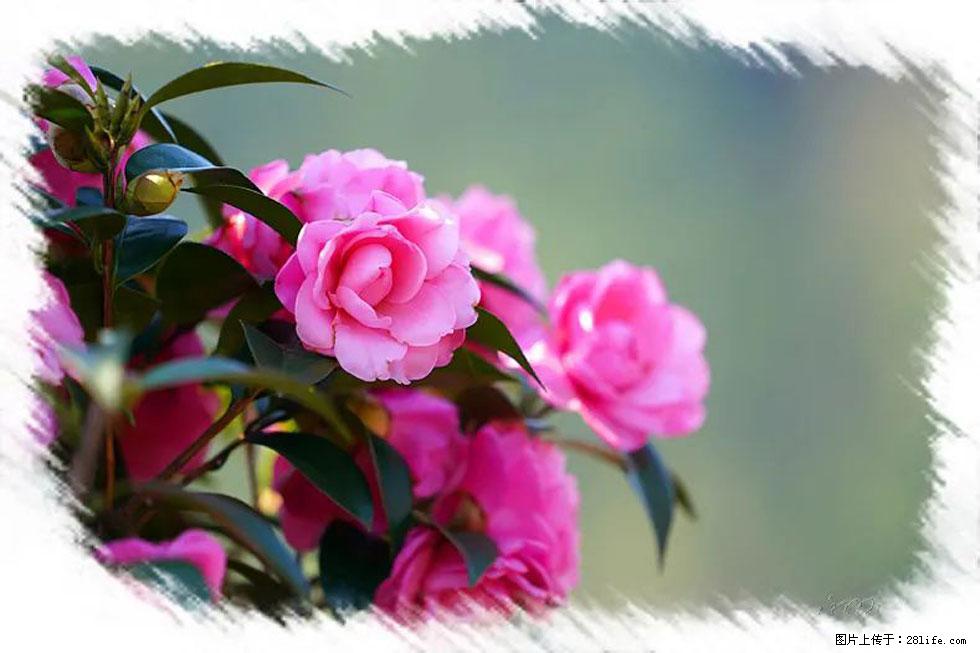 【春天，广西桂林灌阳县向您发出邀请！】杨柳井茶花惹人爱 - 游山玩水 - 济南生活社区 - 济南28生活网 jn.28life.net