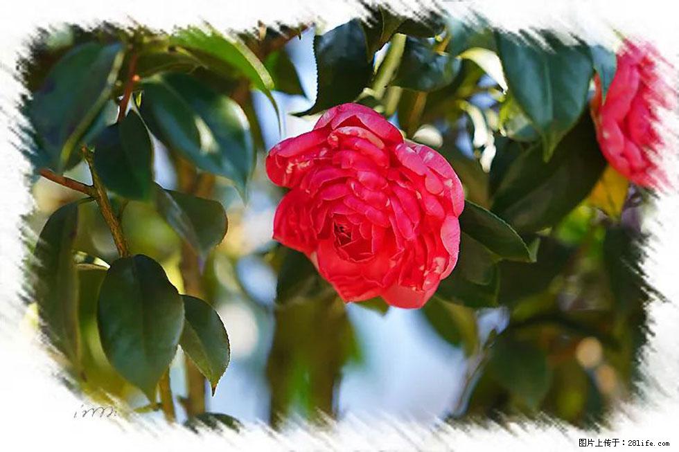 【春天，广西桂林灌阳县向您发出邀请！】杨柳井茶花惹人爱 - 游山玩水 - 济南生活社区 - 济南28生活网 jn.28life.net