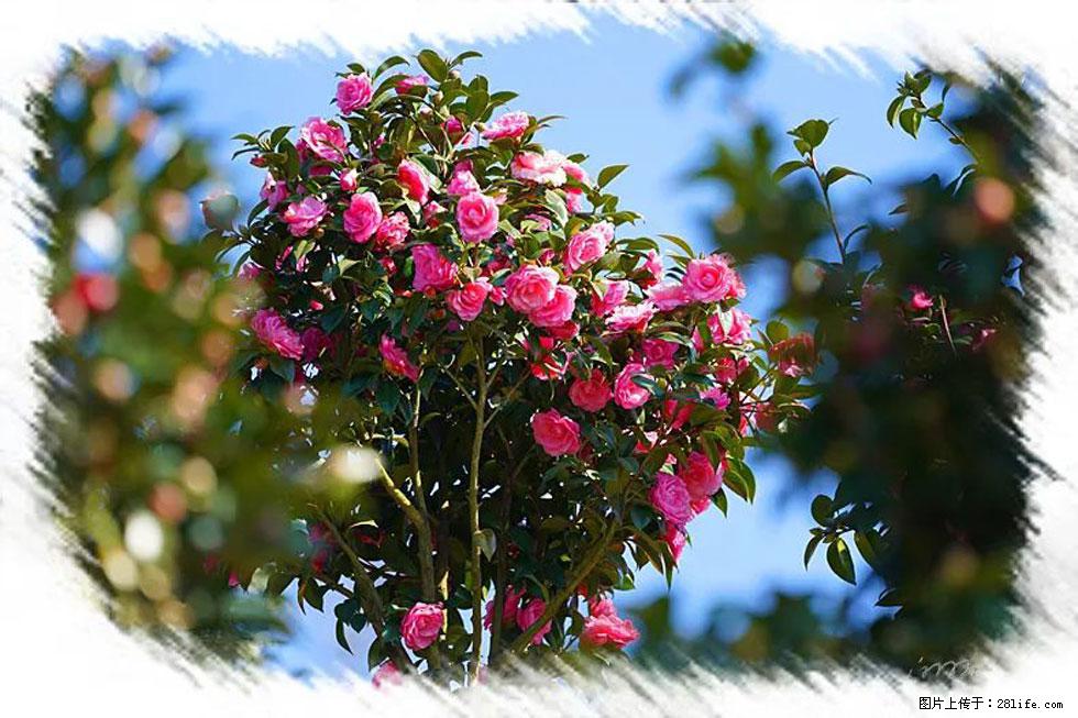 【春天，广西桂林灌阳县向您发出邀请！】杨柳井茶花惹人爱 - 游山玩水 - 济南生活社区 - 济南28生活网 jn.28life.net
