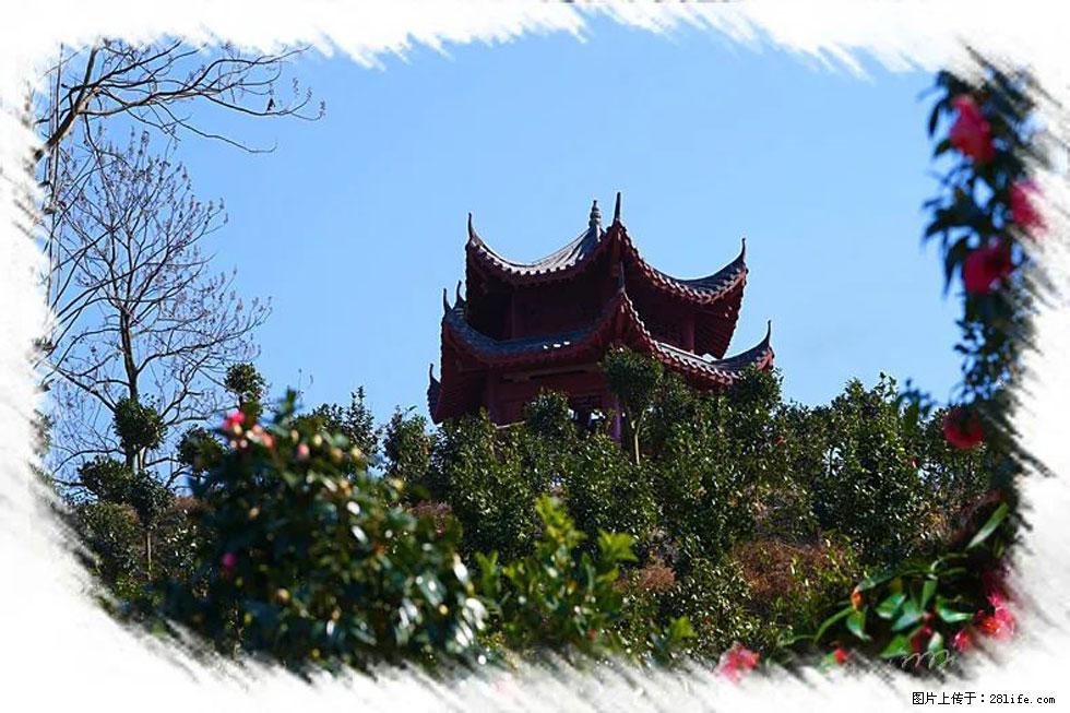 【春天，广西桂林灌阳县向您发出邀请！】杨柳井茶花惹人爱 - 游山玩水 - 济南生活社区 - 济南28生活网 jn.28life.net