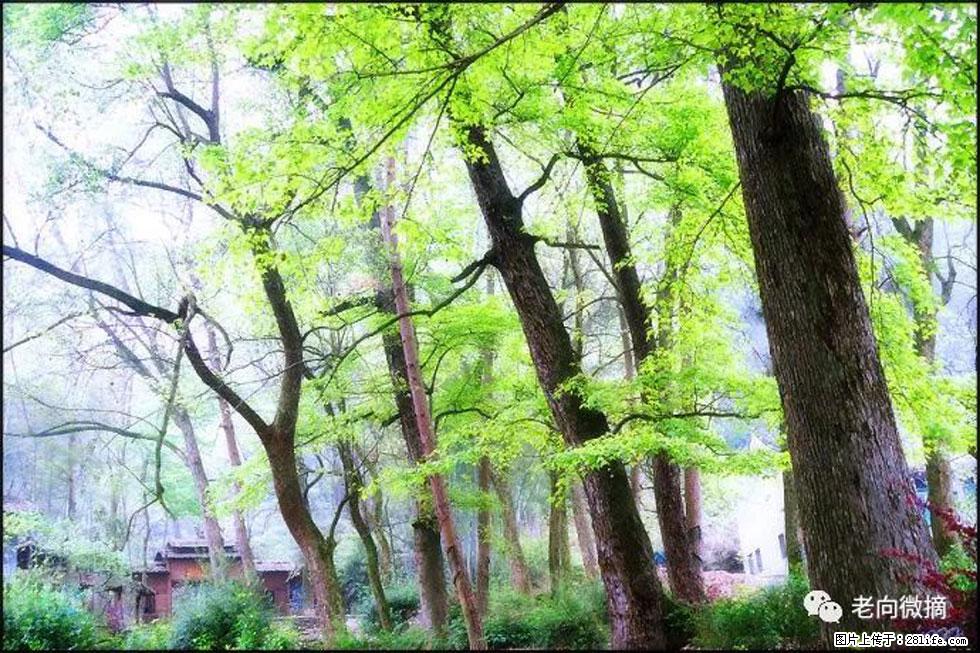 【春天，广西桂林灌阳县向您发出邀请！】在小龙村与春天约会 - 游山玩水 - 济南生活社区 - 济南28生活网 jn.28life.net