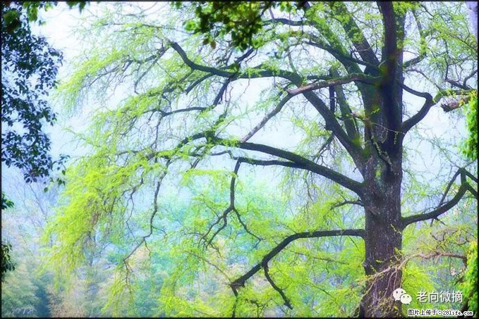 【春天，广西桂林灌阳县向您发出邀请！】在小龙村与春天约会 - 游山玩水 - 济南生活社区 - 济南28生活网 jn.28life.net