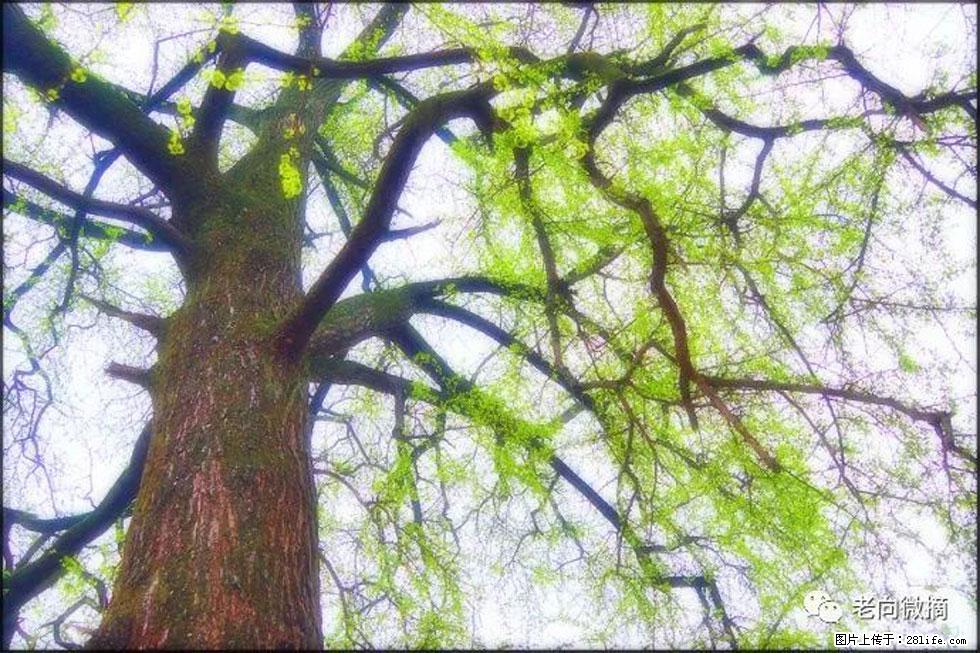【春天，广西桂林灌阳县向您发出邀请！】在小龙村与春天约会 - 游山玩水 - 济南生活社区 - 济南28生活网 jn.28life.net
