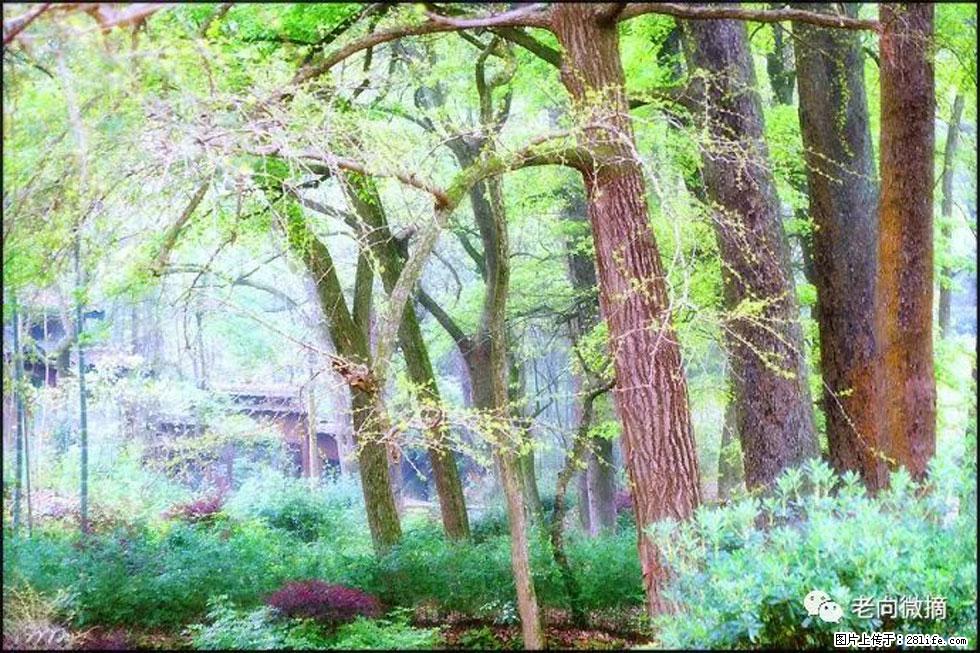 【春天，广西桂林灌阳县向您发出邀请！】在小龙村与春天约会 - 游山玩水 - 济南生活社区 - 济南28生活网 jn.28life.net