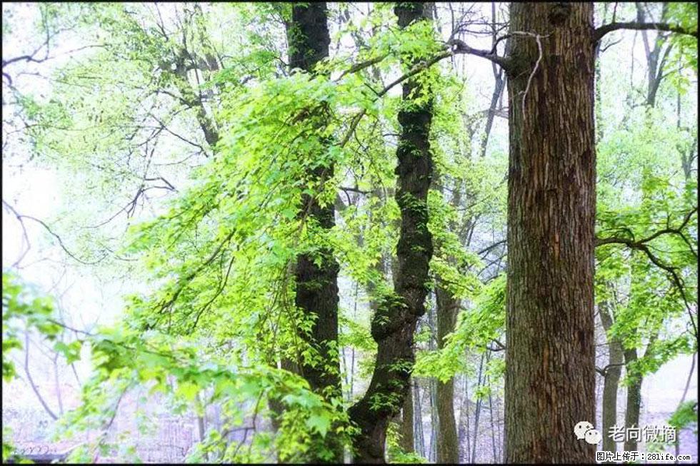 【春天，广西桂林灌阳县向您发出邀请！】在小龙村与春天约会 - 游山玩水 - 济南生活社区 - 济南28生活网 jn.28life.net