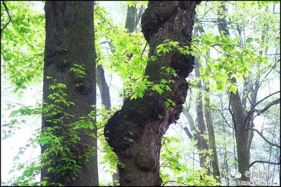 【春天，广西桂林灌阳县向您发出邀请！】在小龙村与春天约会 - 游山玩水 - 济南生活社区 - 济南28生活网 jn.28life.net