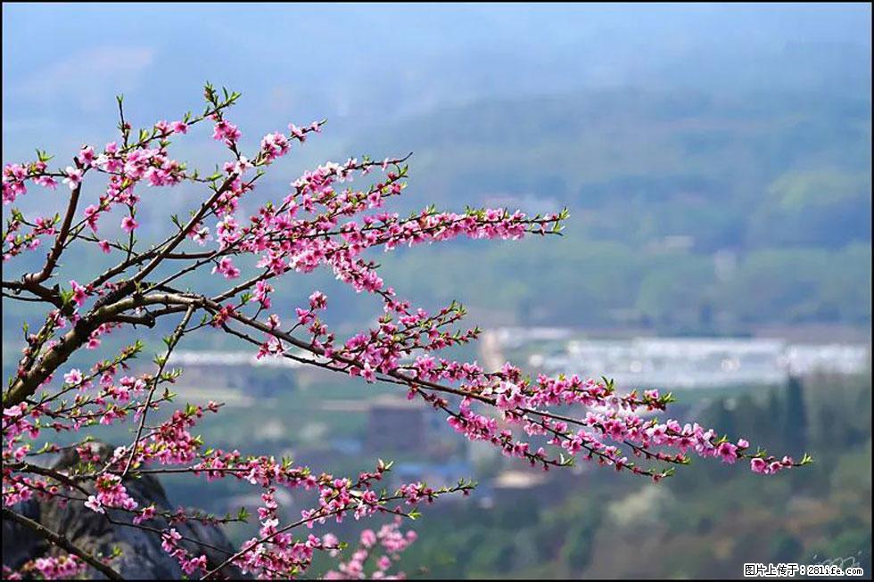 【春天，广西桂林灌阳县向您发出邀请！】望月岭上桃花开 - 游山玩水 - 济南生活社区 - 济南28生活网 jn.28life.net