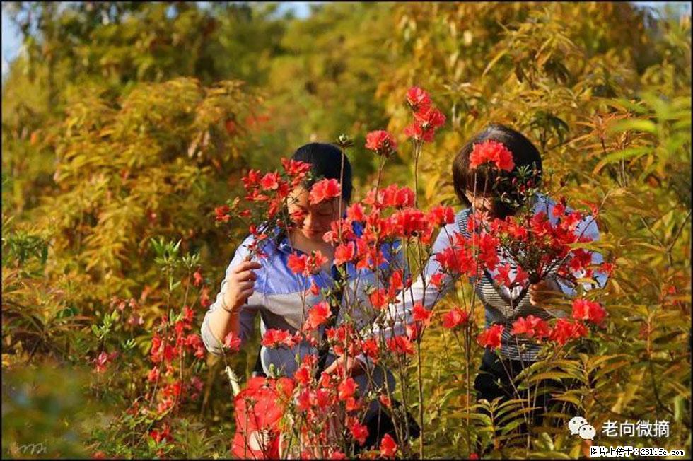 【春天，广西桂林灌阳县向您发出邀请！】登麒麟山，相约映山红 - 游山玩水 - 济南生活社区 - 济南28生活网 jn.28life.net