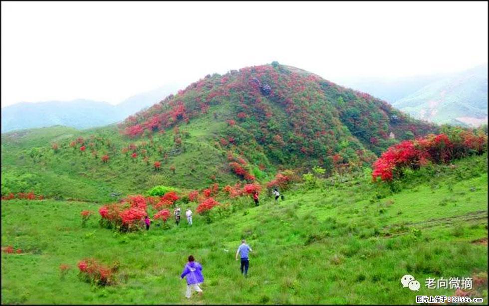 【春天，广西桂林灌阳县向您发出邀请！】宝盖山上映山红 - 游山玩水 - 济南生活社区 - 济南28生活网 jn.28life.net