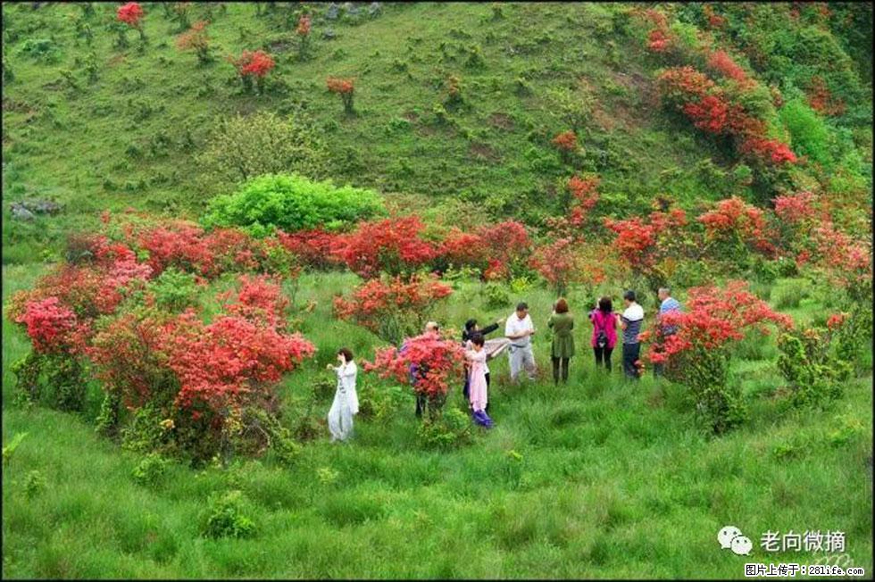 【春天，广西桂林灌阳县向您发出邀请！】宝盖山上映山红 - 游山玩水 - 济南生活社区 - 济南28生活网 jn.28life.net