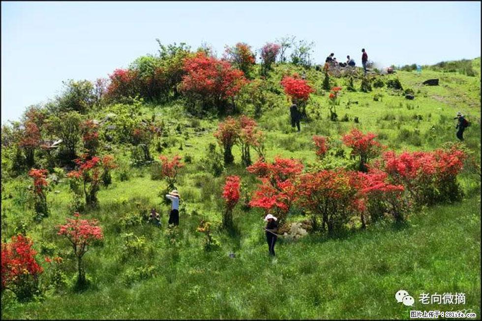【春天，广西桂林灌阳县向您发出邀请！】宝盖山上映山红 - 游山玩水 - 济南生活社区 - 济南28生活网 jn.28life.net