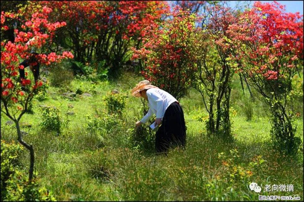 【春天，广西桂林灌阳县向您发出邀请！】宝盖山上映山红 - 游山玩水 - 济南生活社区 - 济南28生活网 jn.28life.net