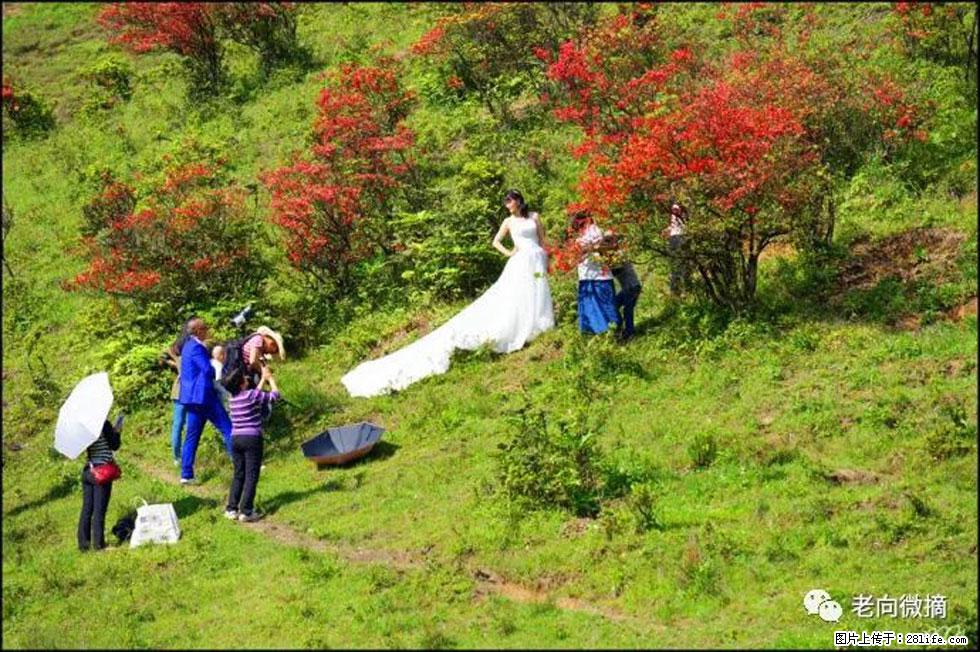 【春天，广西桂林灌阳县向您发出邀请！】宝盖山上映山红 - 游山玩水 - 济南生活社区 - 济南28生活网 jn.28life.net