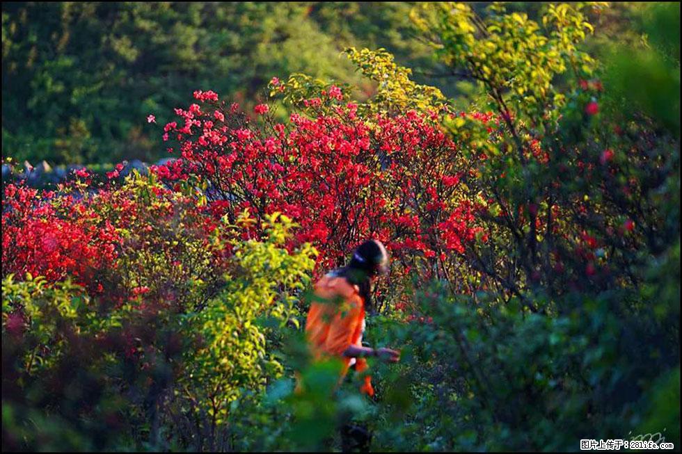 【春天，广西桂林灌阳县向您发出邀请！】春木界上映山红 - 游山玩水 - 济南生活社区 - 济南28生活网 jn.28life.net