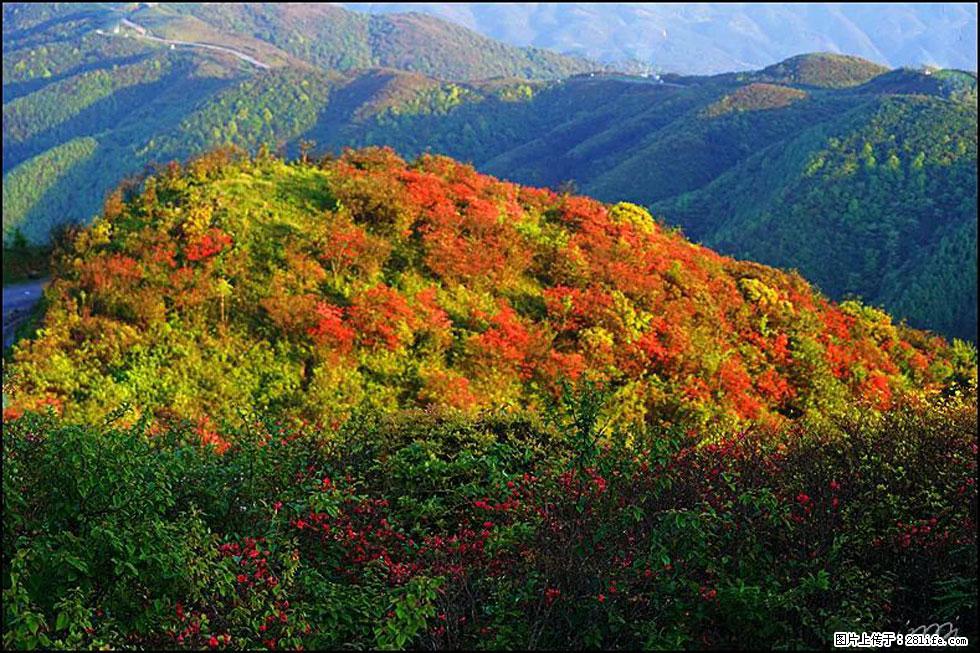 【春天，广西桂林灌阳县向您发出邀请！】春木界上映山红 - 游山玩水 - 济南生活社区 - 济南28生活网 jn.28life.net