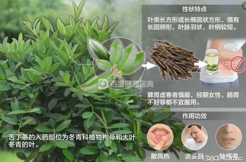 苦丁茶有哪些功效和作用 - 生活百科 - 济南生活社区 - 济南28生活网 jn.28life.net