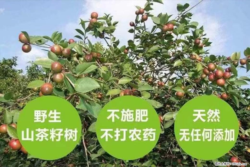 【灌阳县油茶产业示范区】一个有着充实的精神生活的人，对待身外之物自会有一种淡泊的态度 - 美食天地 - 济南生活社区 - 济南28生活网 jn.28life.net