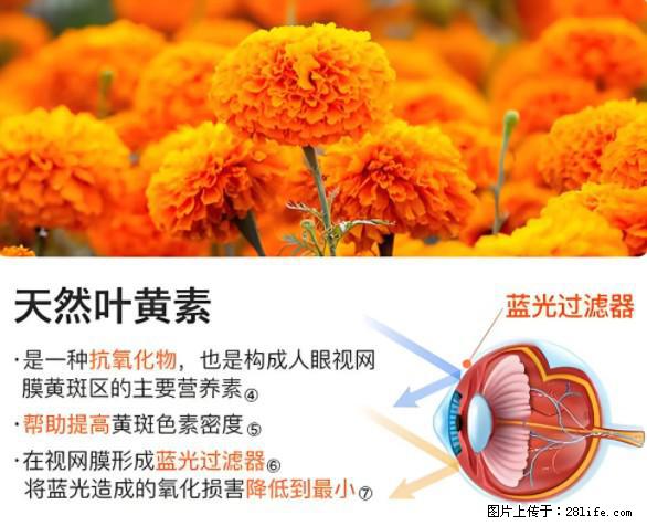 叶黄素有什么功效和作用 - 生活百科 - 济南生活社区 - 济南28生活网 jn.28life.net