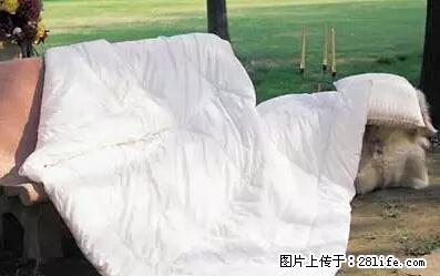 被子有异味?只要这样做,比晒太阳还强100倍! - 家居生活 - 济南生活社区 - 济南28生活网 jn.28life.net