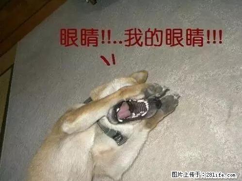 笑癫了！一女的怀孕三年未生，他终于忍不住了... - 娱乐八卦 - 济南生活社区 - 济南28生活网 jn.28life.net