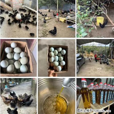 油茶园从小鸡仔开始养起的纯土鸡、土鸡蛋可以预定啦！还有前几天刚榨的纯山茶油哦 - 美食天地 - 济南生活社区 - 济南28生活网 jn.28life.net