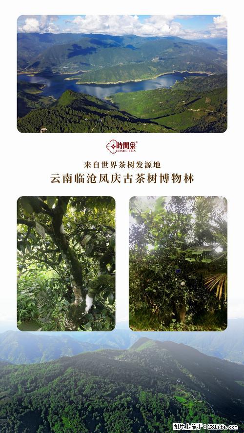时间果百年古树2025年春红茶 - 购物交流 - 济南生活社区 - 济南28生活网 jn.28life.net