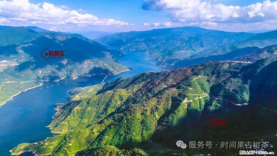 时间果百年古树龙珠普洱生茶 - 购物交流 - 济南生活社区 - 济南28生活网 jn.28life.net