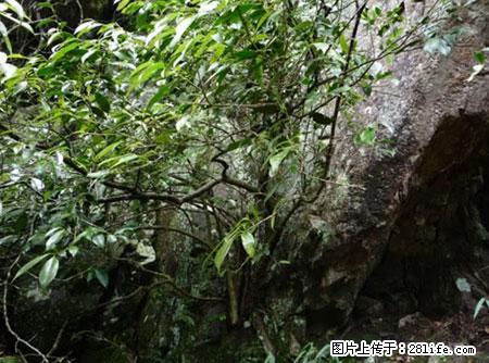 平乐石崖茶，珍贵仅次于金花茶 - 济南生活资讯 - 济南28生活网 jn.28life.net