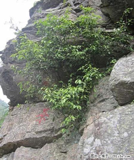 平乐石崖茶，珍贵仅次于金花茶 - 济南生活资讯 - 济南28生活网 jn.28life.net
