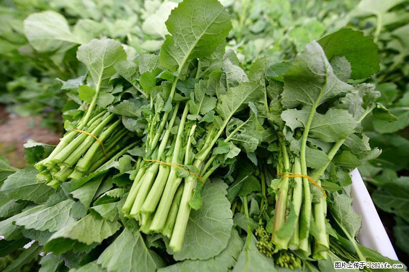 这些蔬菜是“天然钙片”，这6种被医生重点推荐 - 济南生活资讯 - 济南28生活网 jn.28life.net